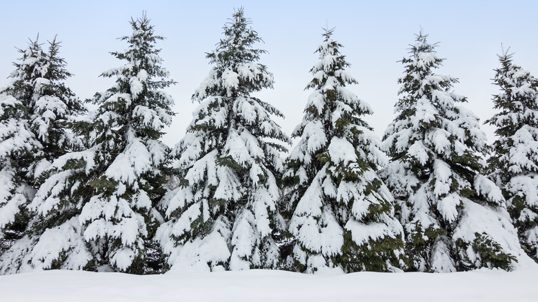 snow-covered evergreens