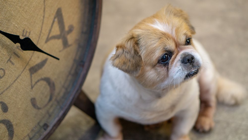 CLOCKDOG