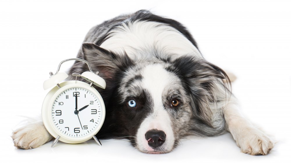dog and time