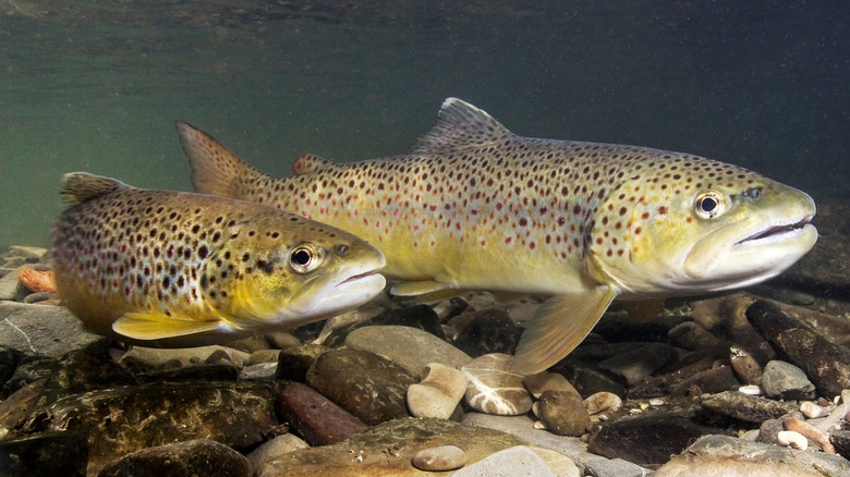 Two trout swimming 