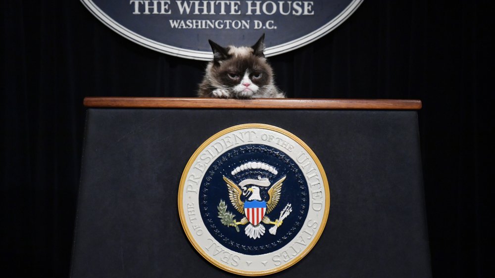 Grumpy Cat, white house podium