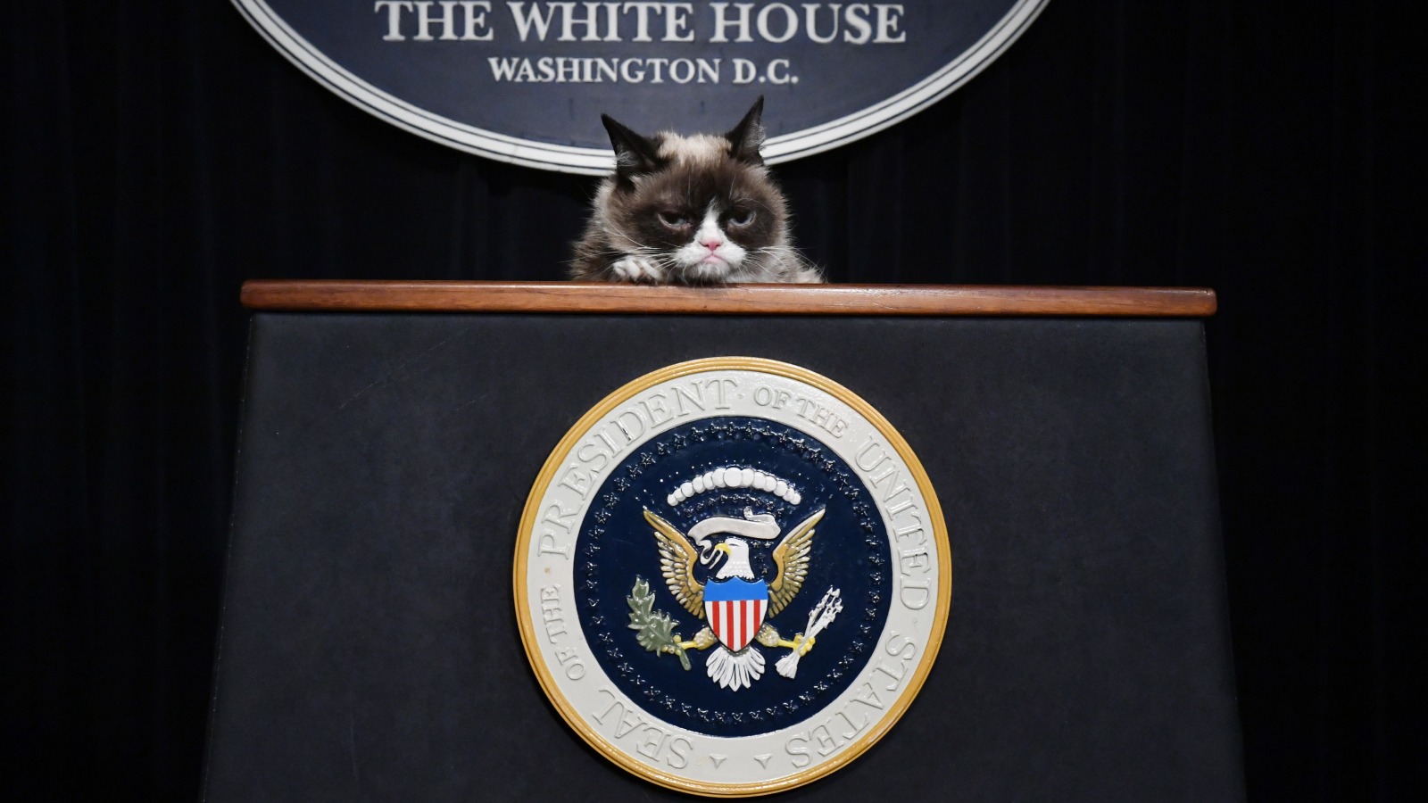 The Truth About Grumpy Cat's Real Name