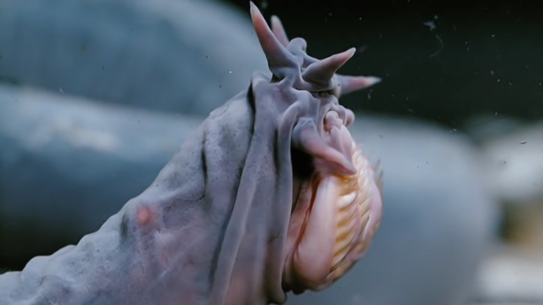 Hagfish