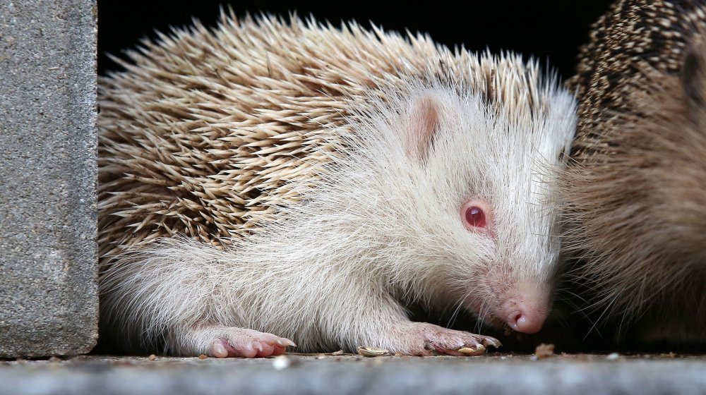 albino hedgehog