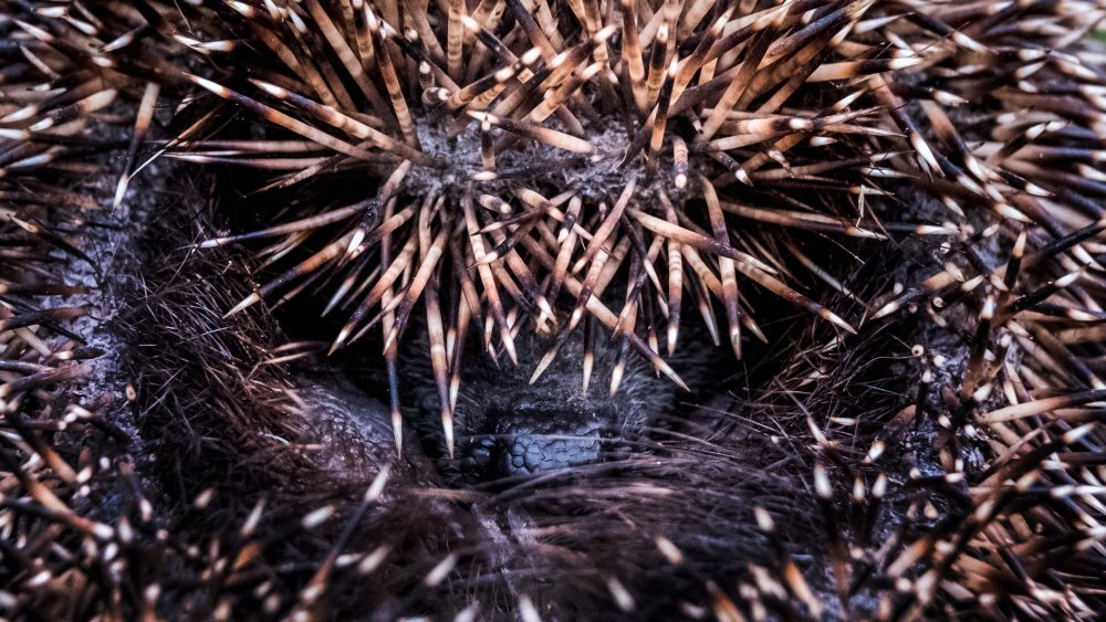 hedgehog in a ball