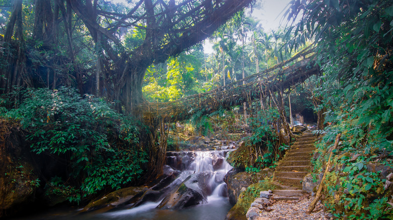 living root bridge double decker waterfall