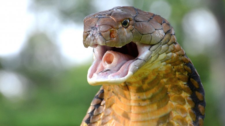 cobra snake with mouth open
