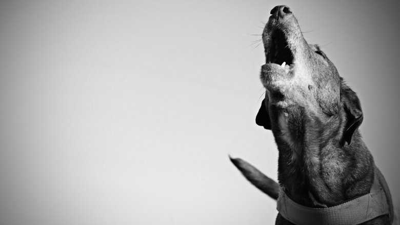 dog howling