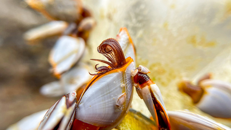Closeup of lepas anatifera gooseneck barnacles