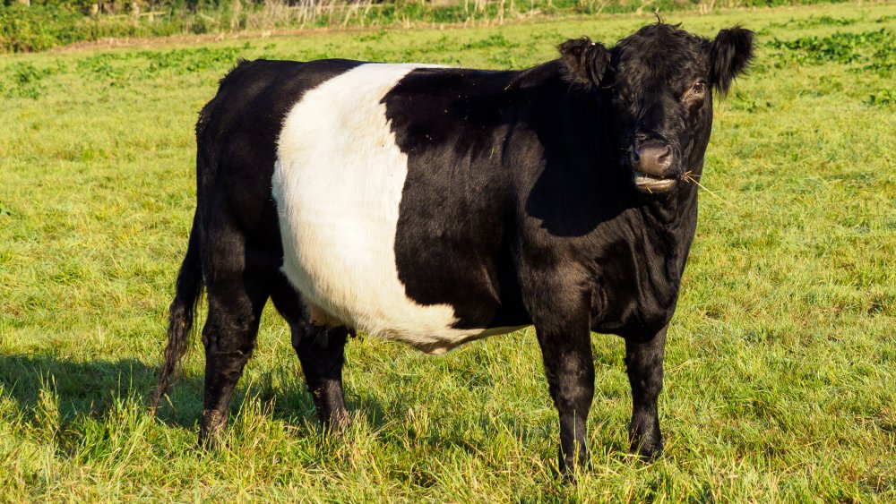 Oreo cow