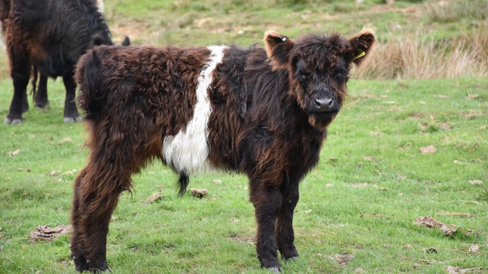 Oreo cow