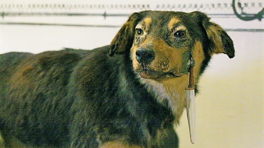 Pavlov's dog