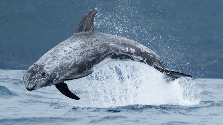 risso's dolphin