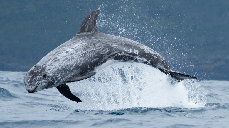 The Truth About Pelorus Jack