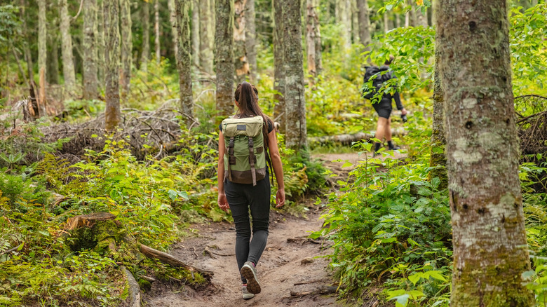 hikers in the woods