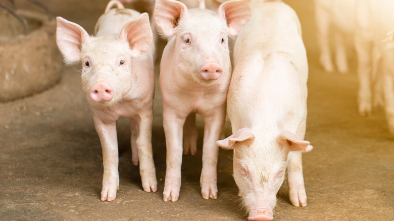 Three piglets together