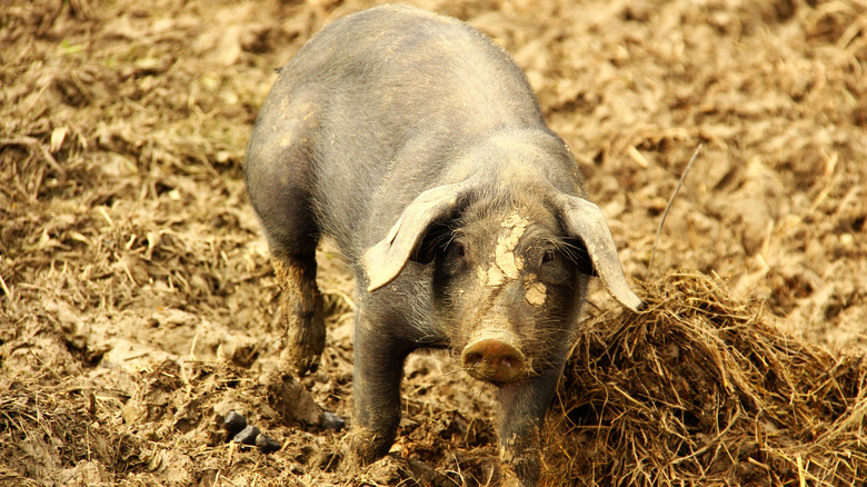 Pigs in a pigsty