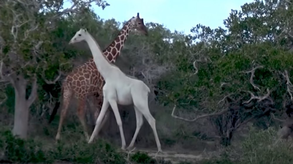 giraffes