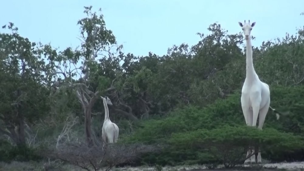 white giraffe