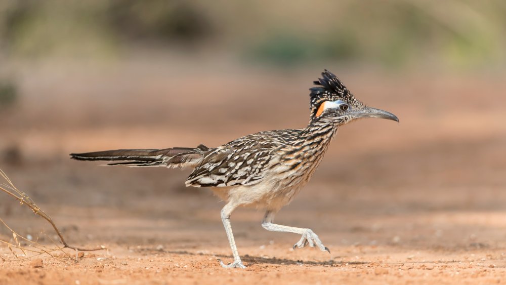 Greater Roadrunner