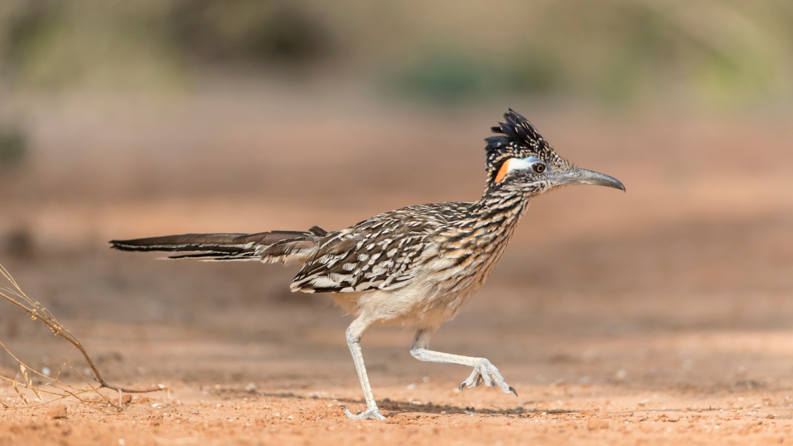 The Truth About Roadrunners And Coyotes The Truth About Roadrunners And Coyotes