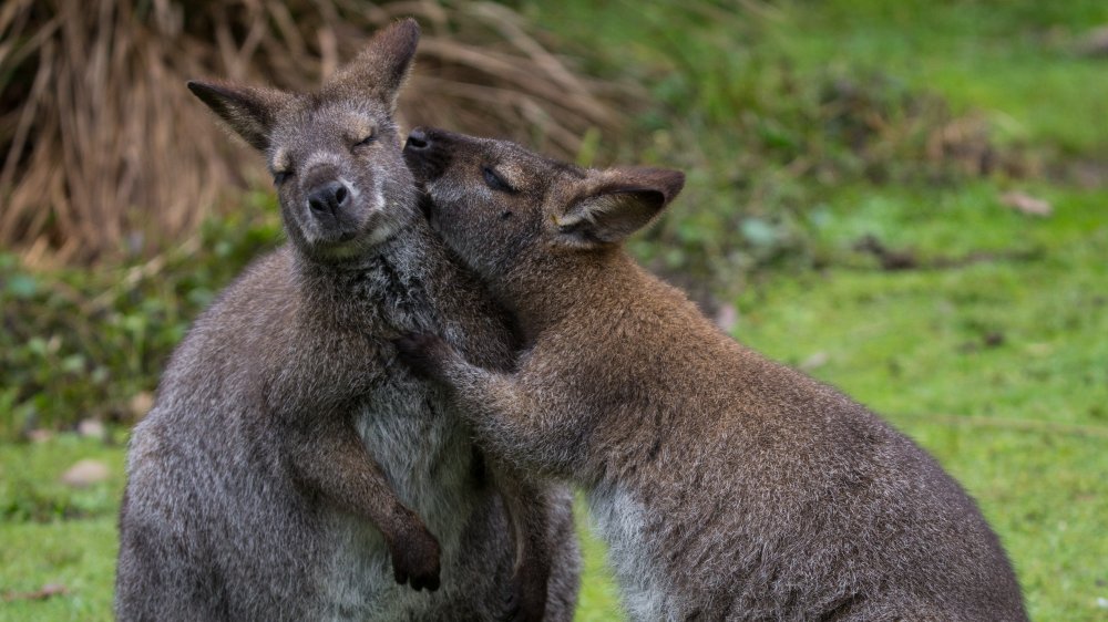 little kisses