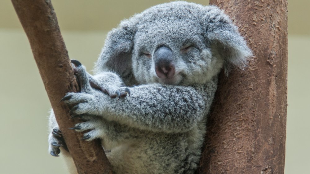 koala