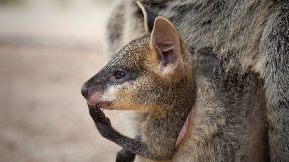 wee baby wallaby