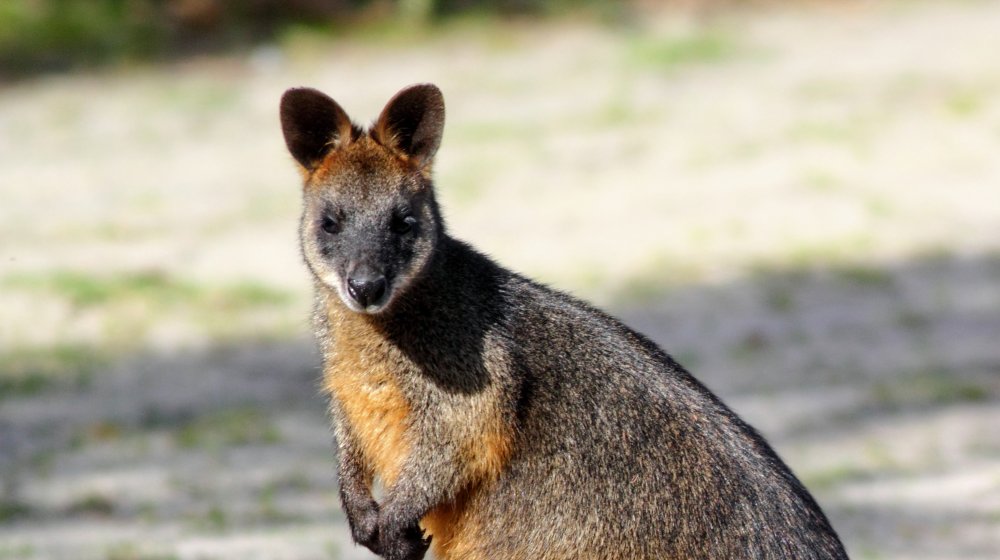 wallaby
