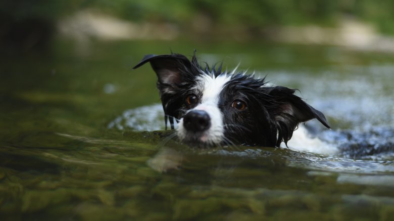 Swimming dog