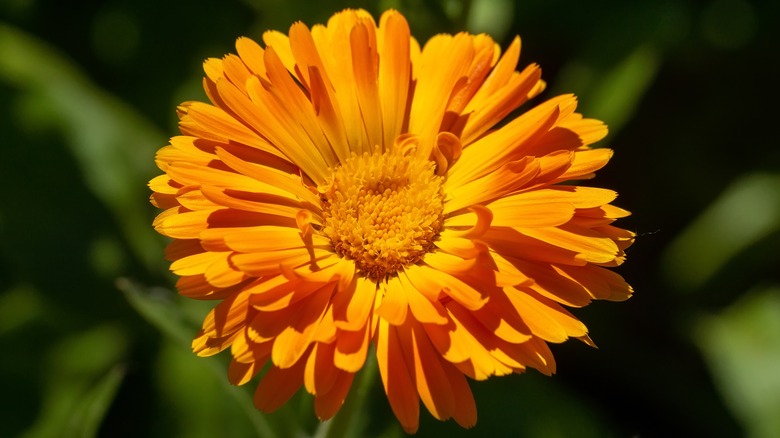 Calendula flower