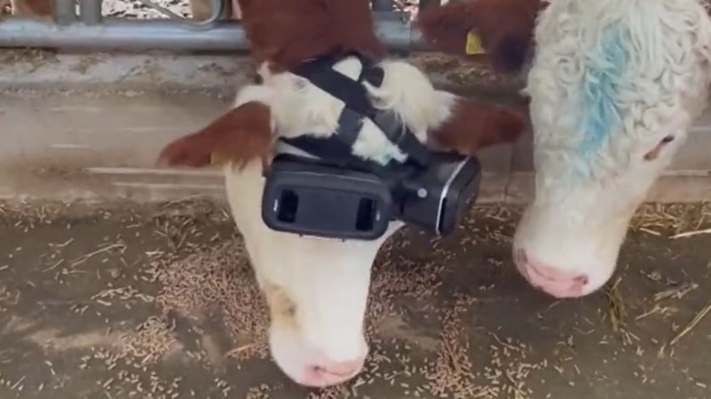 Cow with VR headset