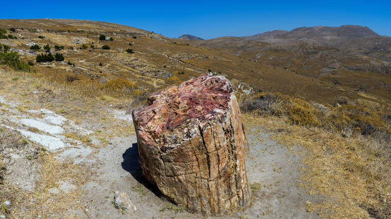 Image of Petrified Forest National Park