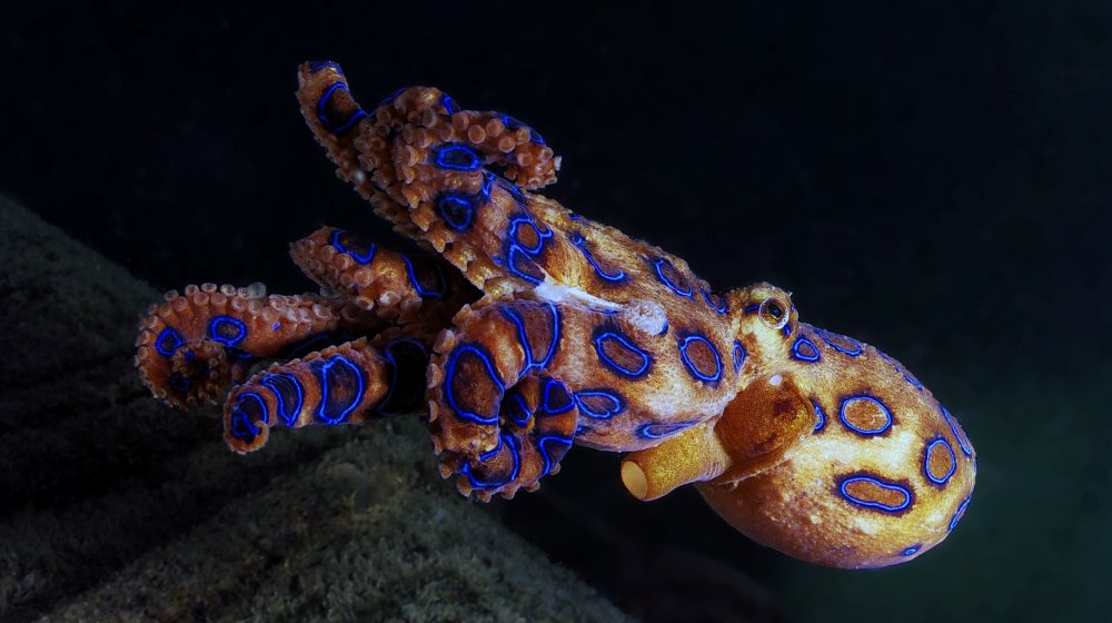 Blue-ringed octopus