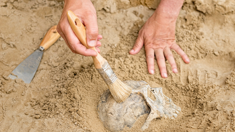 Archaeologist unearthing skull
