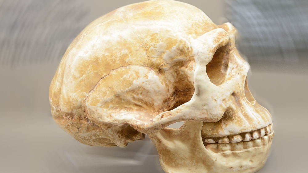 Homo erectus skull