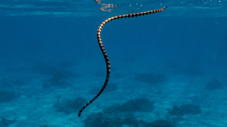Belcher's Sea Snake swimming