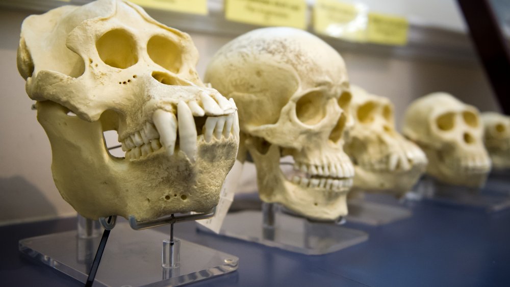 Great ape skulls