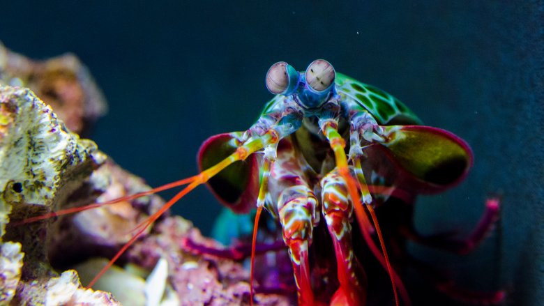 Peacock mantis shrimp