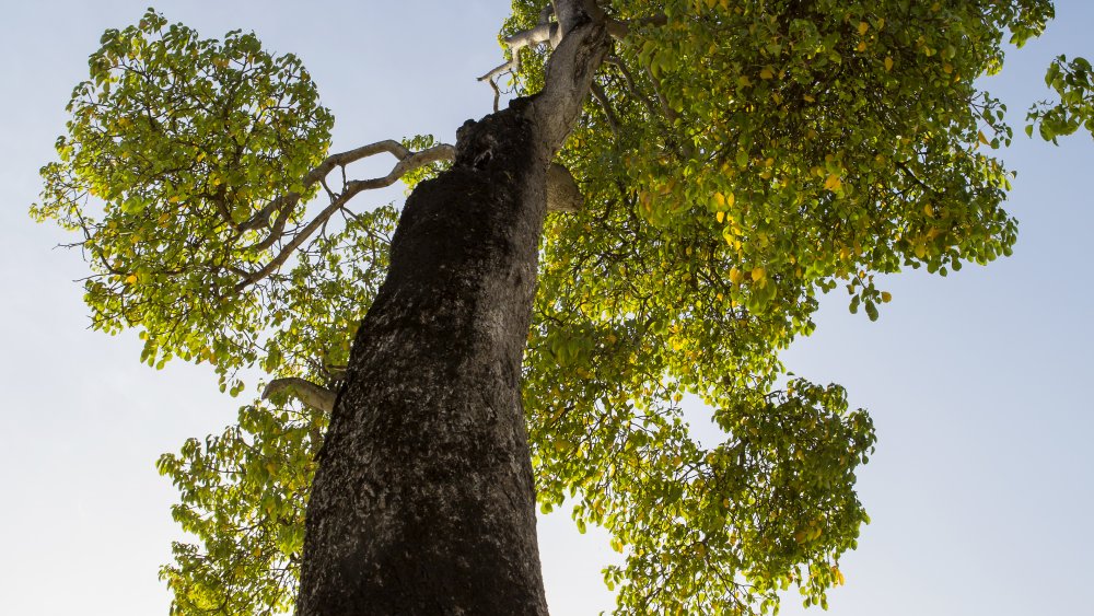 tree