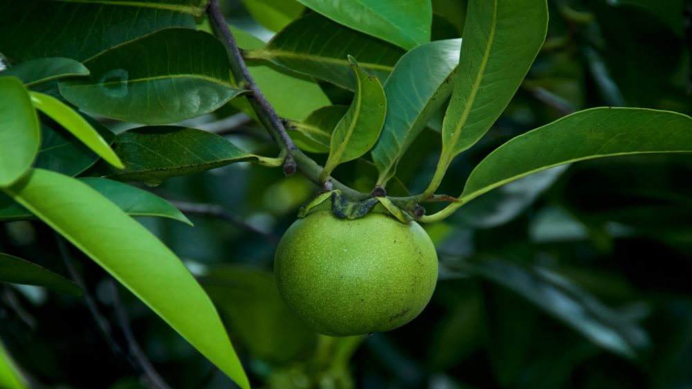 apple