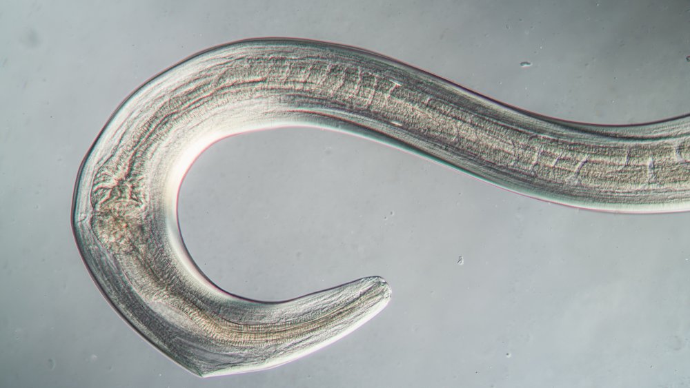Nematode