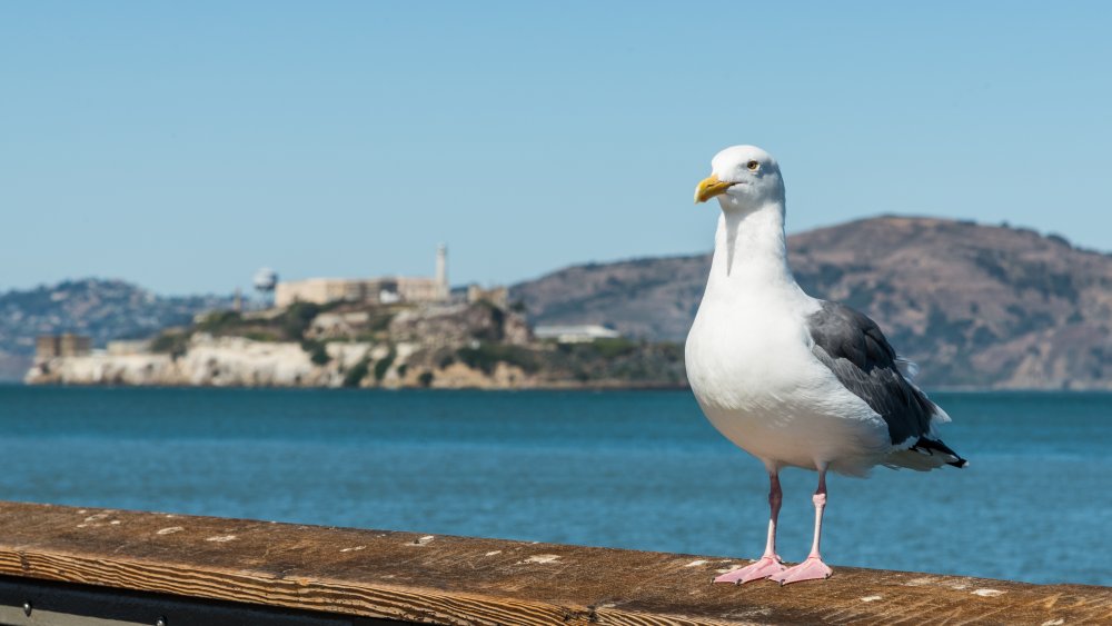 Alcatraz in the distance