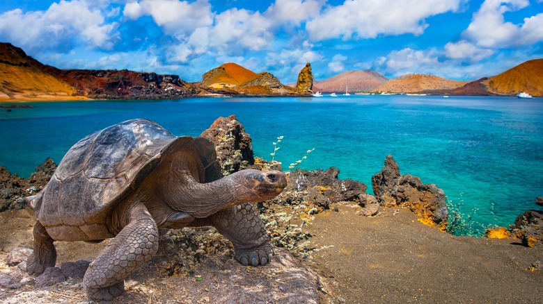 Galapagos Island tortoise
