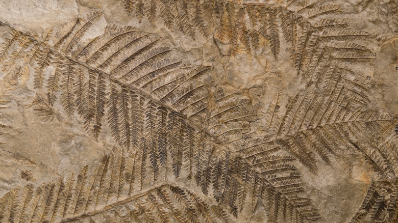 Plant fossils