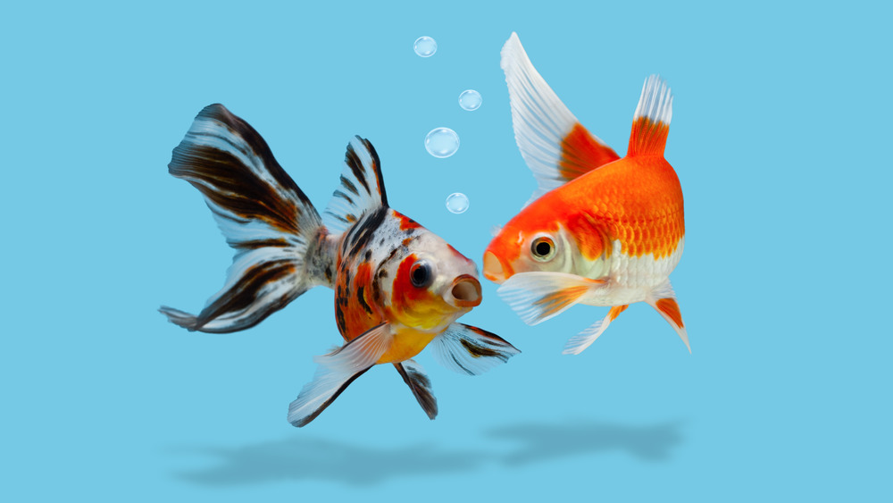 A depiction of two colorful goldfish appearing to 'talk' to each other