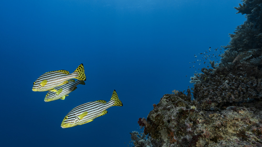 A photograph of three Indian Ocean oriental sweetlips fish.