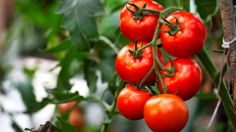 Ripe tomatoes