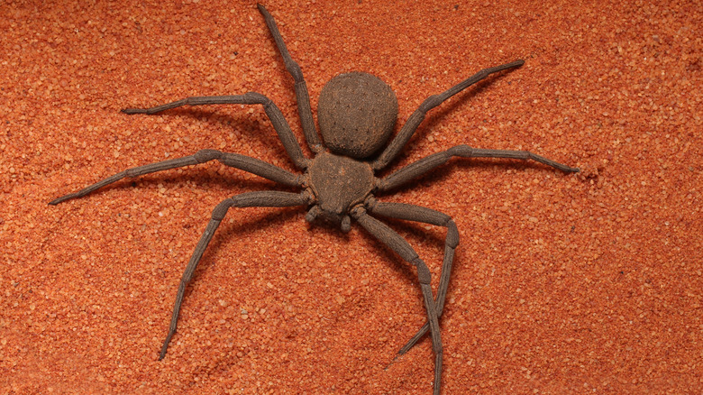 Six-eyed sand spider