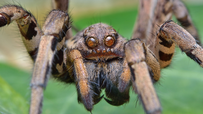 Close up of a tarantula